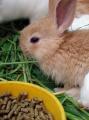Что делать при поносе у кроликов и как его предотвратить