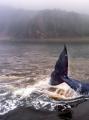 Кто спасал кита в хабаровском крае и спасал ли вообще Где спасают кита